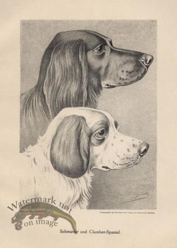 1890s Dogs 18
